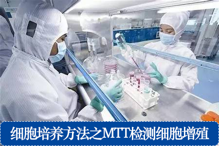 細(xì)胞培養(yǎng)方法之MTT檢測細(xì)胞增殖