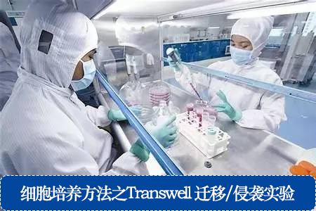 細(xì)胞培養(yǎng)方法之Transwell 遷移/侵襲實驗