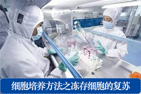 細胞培養(yǎng)方法之凍存細胞的復(fù)蘇