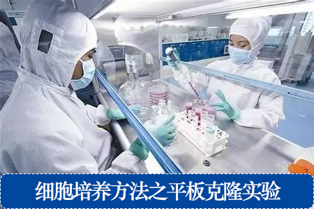 細胞培養(yǎng)方法之平板克隆實驗