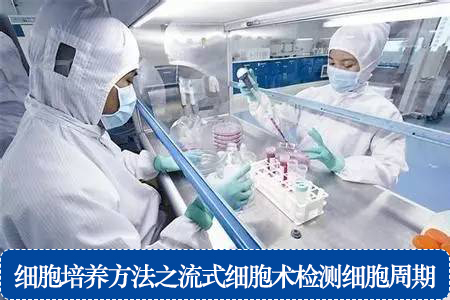 細(xì)胞培養(yǎng)方法之流式細(xì)胞術(shù)檢測細(xì)胞周期